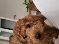 18 Aylık Dişi Toy Poodle