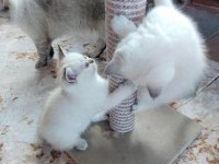 2 DİŞİ VE 1 ERKEK BRİTİSH SHORTHAİR YAVRULAR