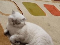 Kedi Sahiplenmek İsteyenler Ev Kedisi
