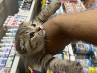 Son dişi scottish fold yavrumuza yuva arıyoruz
