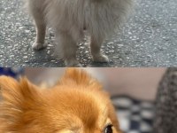 POMERANİAN BOO KÖPEĞİMİZ