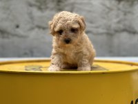 Yumoş Poodle Bebekler