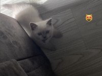 Blue point sahibinden british shorthair