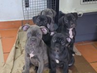 Türkiyenin En Güvenilir Çiftliğinden Cane Corso Bebekler