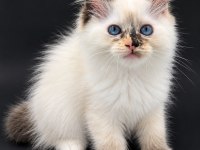 Ragdoll Bebekleri