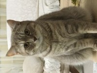British shorthair