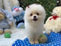 POMERANIAN BOO AYI SURAT