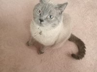 Blue point british shorthair erkek