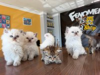 YENİ SCOTTISH FOLD YAVRULAR BRITISH YAVRULAR ANKARA
