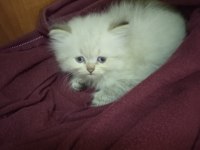 Minik british longhair kızımı sahiplendireceğim