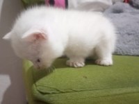 British Shorthair Renk Renk Yeni Yavrular