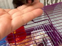 11 bebek ve anne baba hamster