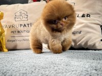 Irk Ve Sağlık Garantili Pomeranian Yavrular