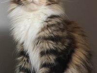 Full şecereli dişi maine coon şampiyon torunu