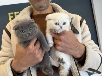 Show kalite british shorthair yavrularımız ankara
