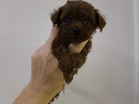 Kore kan red brown toy poodle dişi erkek yavrular