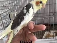 Sultan Papağanlar Bebek ve Damızlık