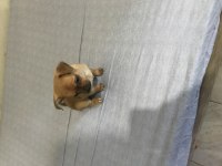 Yavru chihuahua