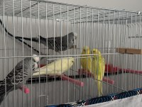 Jumbo takım muhabbet kuşlar