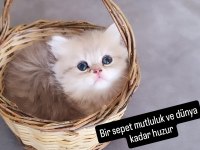 British longhair erkek