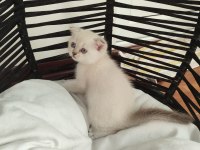 Evimizin minik scottish fold bebekleri