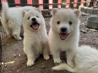 KARTOPU Samoyedler için SON FIRSAT