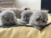 Scottish Fold Gri