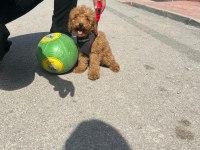 Red Toy Poodle