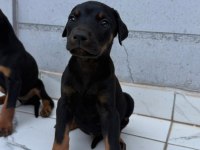 Sağlık Ve Irk Garantili Doberman Yavrumuz
