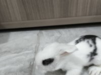 Safkan hollanda lop tavşanı bebekler
