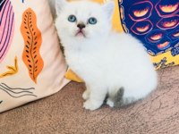 Safkan british shorthair yavru
