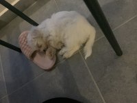 Balım Orijinal 1 Numara Maltese Terrier