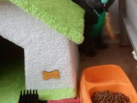 British shorthair malzemeler ile birlikte verilecek