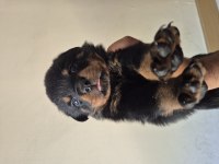 Mükemmel Anatomi Rottweiler