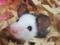 Lab - Rat - Dumbo Rat - Panda Mice Adrese Teslim Mevcut