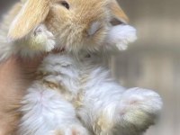 VETERİNERDEN HOLLANDA LOP MİNİLOP CÜCE TAVŞAN YAVRULAR