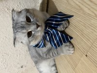 Scottish Fold