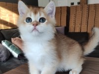 British Shorthair Golden shaded Ny11 Erkek yavru