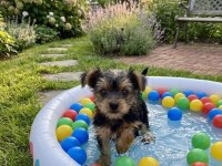 Evinizin maskotu olacak mükemmel dost köpeğimiz