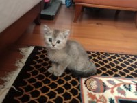 GOLDEN NY 12 BRİTİSH SHORTHAİR