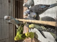 Ele kola alıştırmalık yavru muhabbetler