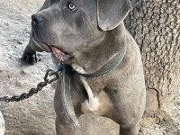 1 yaşında hamile cane corso