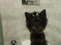 Samimi ve içten akıllı yorkshire terrier