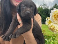 Labrador retriever