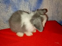 Teddy lop tavşan yavrular mavi göz