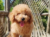 DİŞİ ERKEK MALTİPOO BEBEKLER