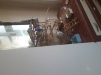 5 tane kardeş 1 aylık muhabbet kuşu