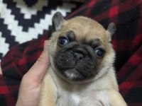 PUG MOPS BEBEKLERİMİZ ÖMÜRLÜK AİLELERİNİ BEKLİYOR