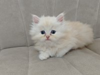 Ful Şecereli Babadan British Longhair Krema