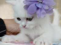 British shorthair prens yavrumuz